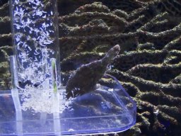 Haus des Meeres 4.02.2026